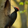 Datel cerny - Dryocopus martius - Black Woodpecker 1963